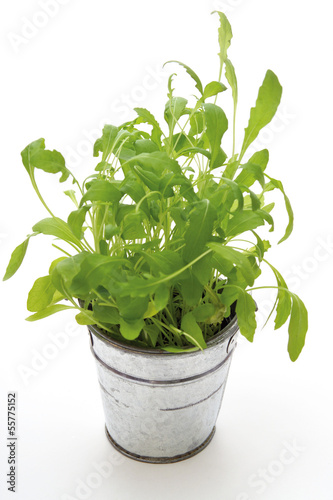 Photo: Rucola, Rucola, in einem Topf Rucola, Rucola, in einem Topf