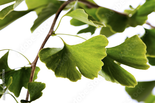Photo: Ginko-Baum, Nahaufnahme Ginko-Baum, Nahaufnahme