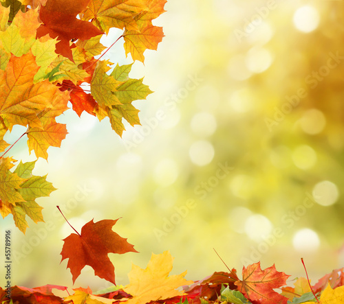 Photo: autumn background autumn background