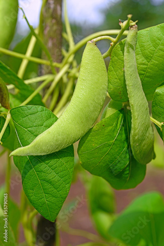 Photo: Young green beans. Young green beans.