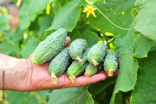 Photo: several cucumbers in a hand of farmer several cucumbers in a hand of farmer