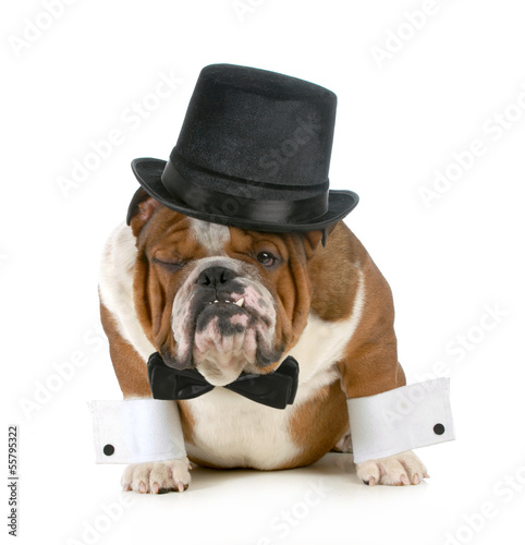 Photo: funny dog funny dog