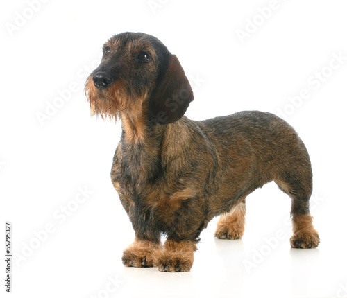 Photo: wirehaired dachshund wirehaired dachshund