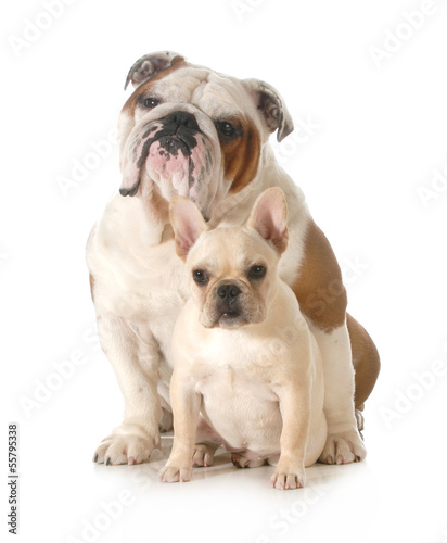 Photo: french and english bulldogs french and english bulldogs