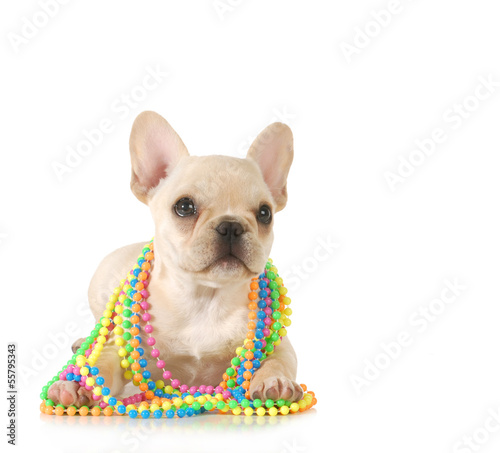 Photo: cute puppy cute puppy