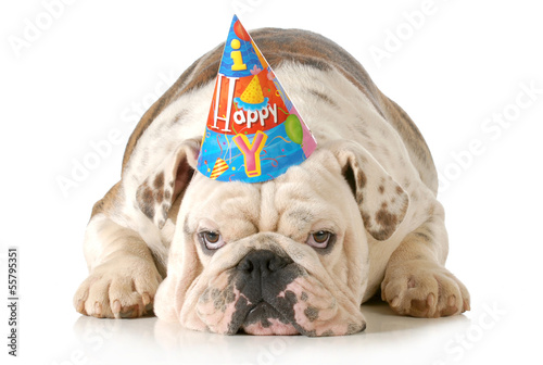 Photo: sad birthday dog sad birthday dog