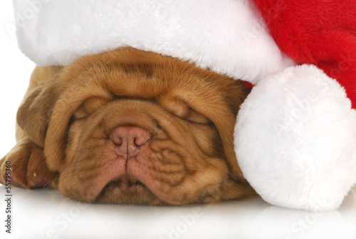 Photo: puppy santa puppy santa