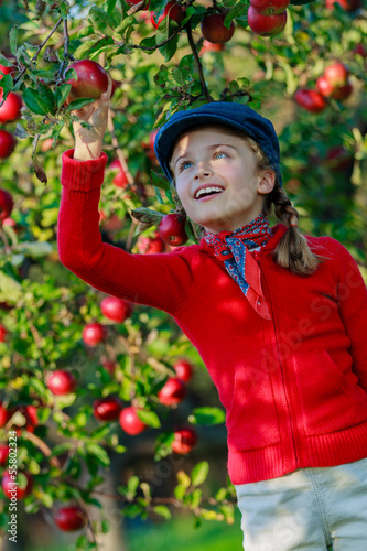 Photo: Apple orchard - girl picking red apples Apple orchard - girl picking red apples