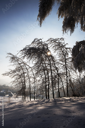 Photo: Winter trees Winter trees