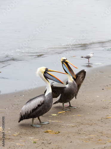 Photo: South American Pelicans on Ballestas Islands,Paracas.Peru. South American Pelicans on Ballestas Islands,Paracas.Peru.