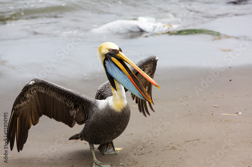Photo: South American Pelican on Ballestas Islands,Paracas.Peru. South American Pelican on Ballestas Islands,Paracas.Peru.