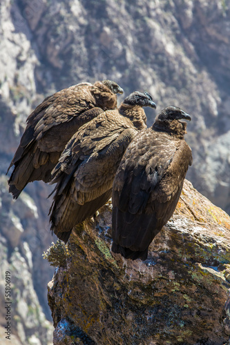 Photo: Three Condors at Colca canyon sitting,Peru,South America. Three Condors at Colca canyon sitting,Peru,South America.