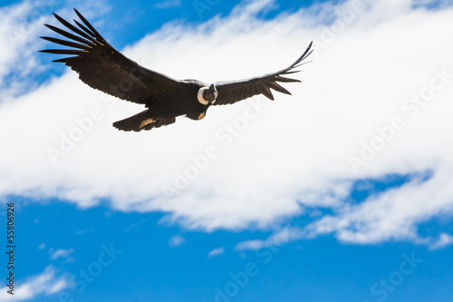 Photo: Flying condor over Colca canyon,Peru,South America. Flying condor over Colca canyon,Peru,South America.