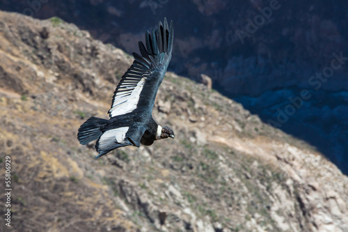 Photo: Flying condor over Colca canyon,Peru,South America. Flying condor over Colca canyon,Peru,South America.