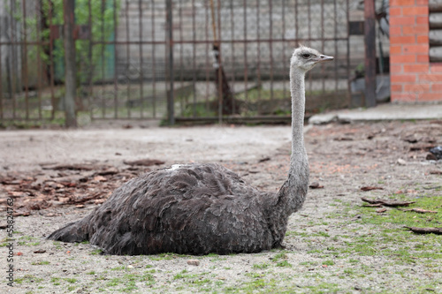 Photo: Struthio camelus ostrich Struthio camelus ostrich