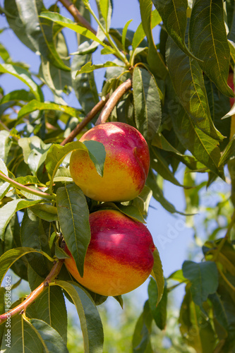 Photo: albero di pesche albero di pesche
