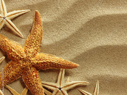 Photo: Sea shell on sand Sea shell on sand