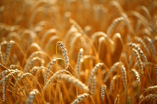 Photo: Wheat field Wheat field