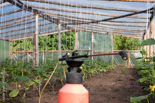 Photo: Greenhouse in summer Greenhouse in summer