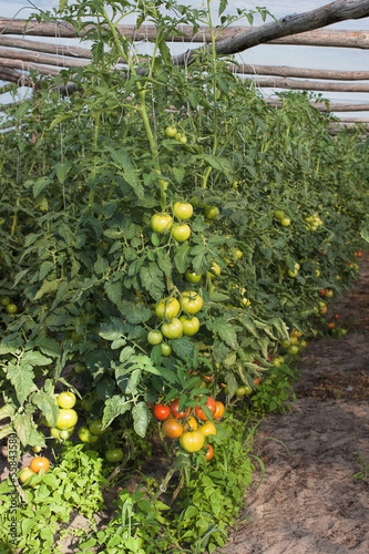 Photo: Tomatos in the greenhouse Tomatos in the greenhouse