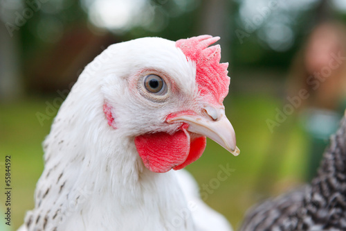 Photo: white chicken white chicken