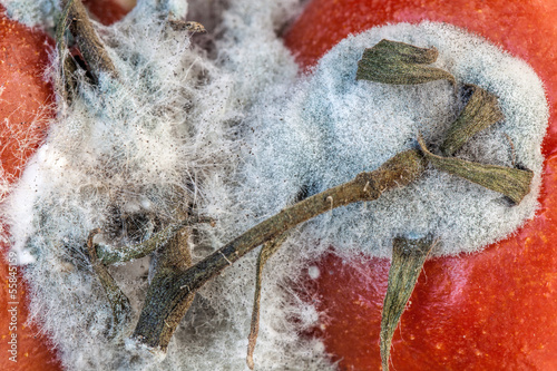 Photo: Tomato mold Tomato mold