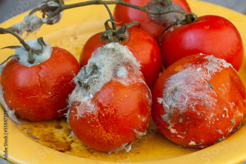 Photo: Rotten tomatoes on vine Rotten tomatoes on vine