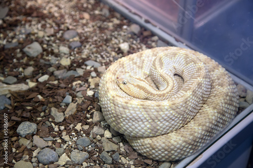 Photo: snake curled up ring, close-up snake curled up ring, close-up