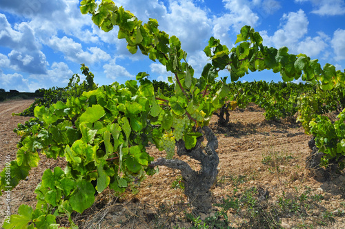 Photo: view of a vineyard with ripe grapes in Catalonia, Spain view of a vineyard with ripe grapes in Catalonia, Spain