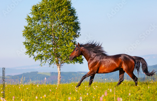 Photo: Arab racer runs on a green summer meadow Arab racer runs on a green summer meadow