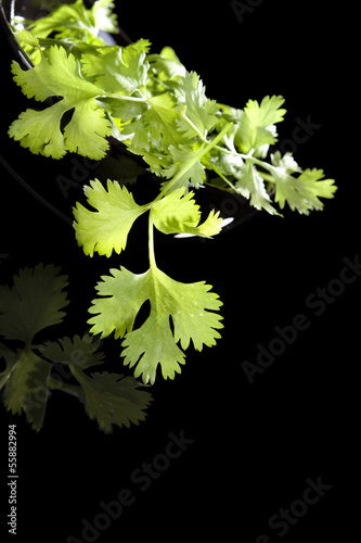 Photo: Cilantro isolated on black background. Cilantro isolated on black background.