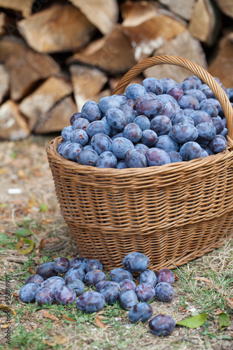 Photo: Plums in a basket Plums in a basket