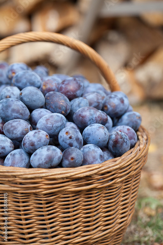 Photo: Plums in a basket Plums in a basket