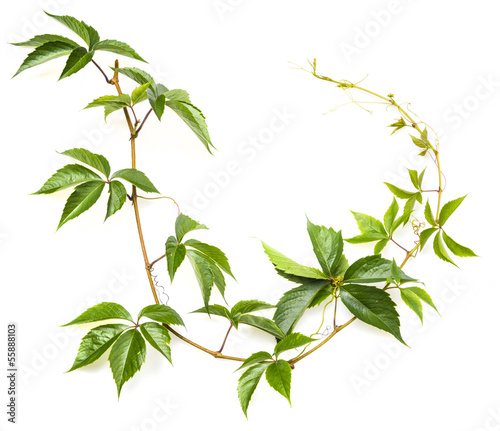 Photo: green branch on a white background green branch on a white background