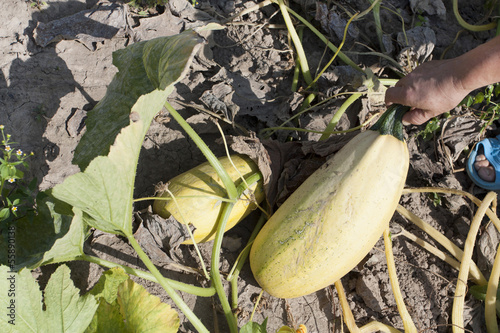 Photo: Process of assembly of a crop of vegetable marrows Process of assembly of a crop of vegetable marrows