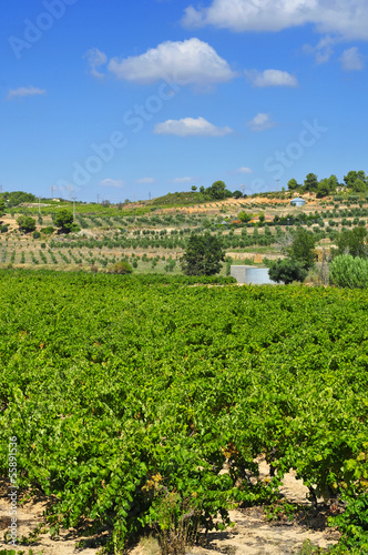 Photo: vineyard in Tarragona, Catalonia, Spain vineyard in Tarragona, Catalonia, Spain