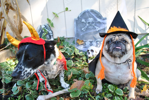 Photo: 2 Dogs in Costume for Halloween 2 Dogs in Costume for Halloween
