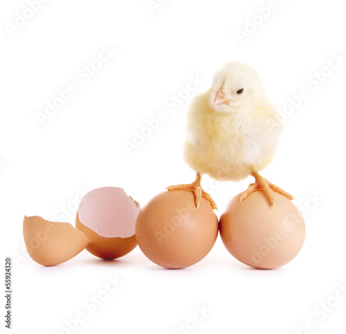 Photo: Küken steht auf Eiern Küken steht auf Eiern