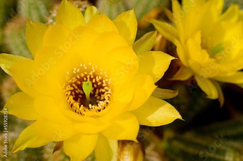 Photo: Yellow flower cactus Yellow flower cactus