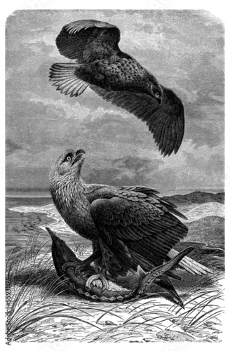 Illustration: Bird : Fisher Eagle - Aigle Pêcheur - Seeadler Bird : Fisher Eagle - Aigle Pêcheur - Seeadler