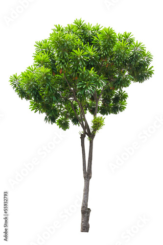 Photo: tree isolated tree isolated