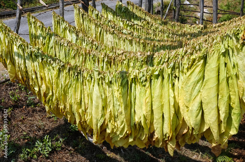 Tobacco Leaves Hanging To Dry, Montenegro