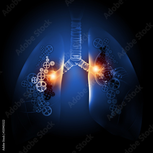 Illustration: Human lungs Human lungs
