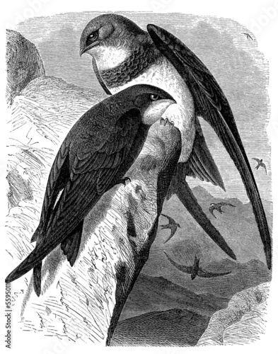 Illustration: Bird : Swift - Martinet - Segler Bird : Swift - Martinet - Segler