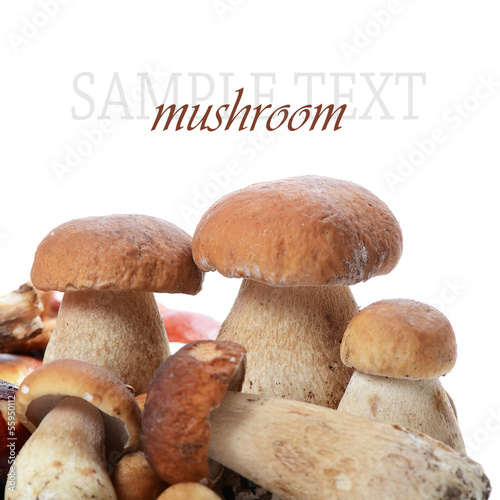 Photo: The boletus edulis isolated on white The boletus edulis isolated on white