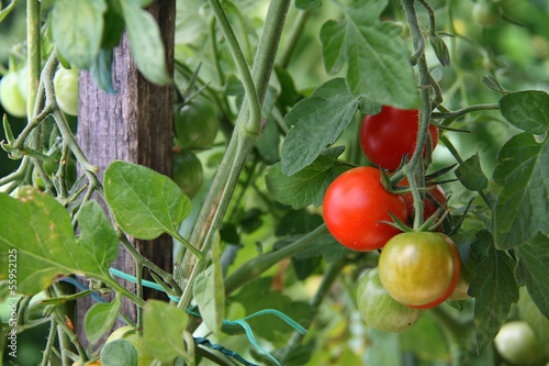 Photo: tomates tomates