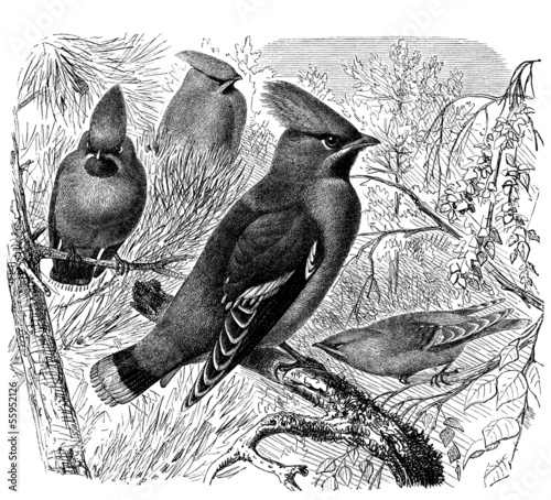 Illustration: Bird : Waxwing (Bombyicilla) - Jaseur - Seidenschwanz Bird : Waxwing (Bombyicilla) - Jaseur - Seidenschwanz