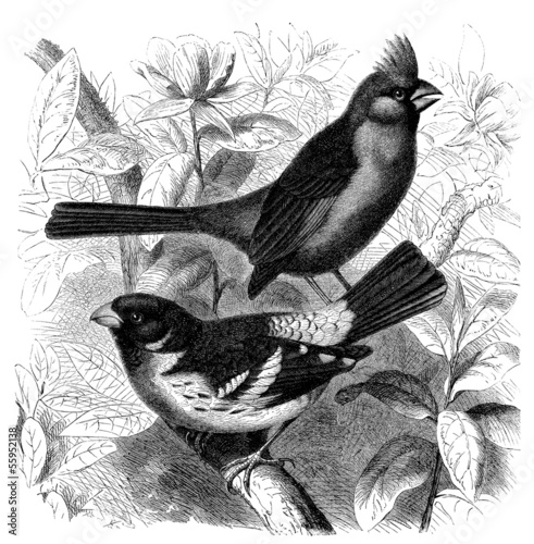 Illustration: Bird : Cardinal - Kardinal Bird : Cardinal - Kardinal