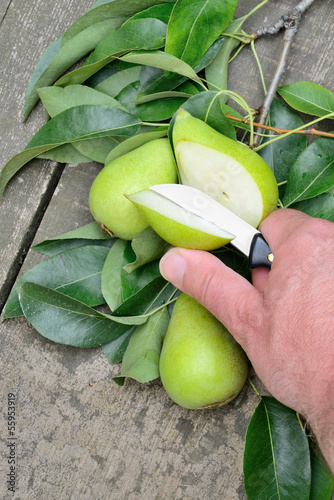 Photo: pears freshly picked pears freshly picked