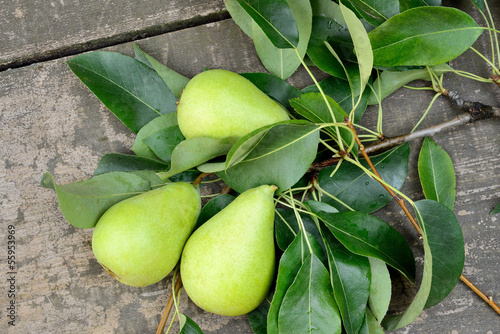 Photo: pears freshly picked pears freshly picked